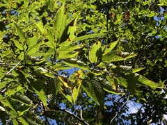 Carpinus rankanensis