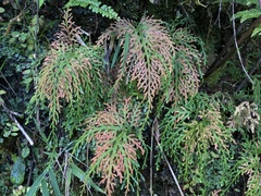 Selaginella labordei