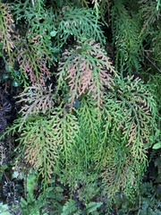 Selaginella labordei