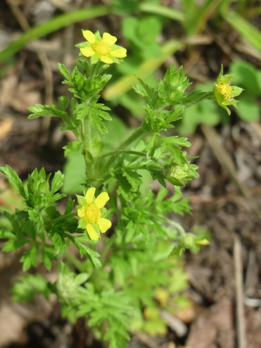 Carpet Cinquefoil