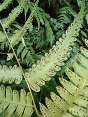 Diplazium conterminum