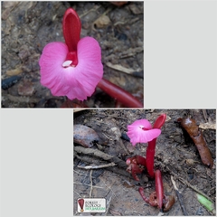 Etlingera brevilabrum