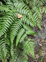 Diplazium conterminum