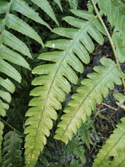 Diplazium conterminum