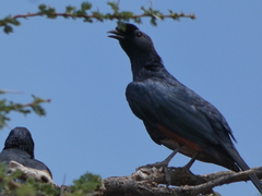 Onychognathus salvadorii