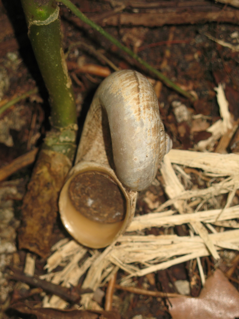 Cyclophorus semisulcatus