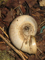 Cyclophorus semisulcatus