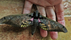 Adhemarius sexoculata