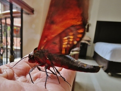 Adhemarius sexoculata