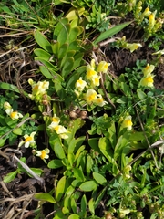Linaria japonica