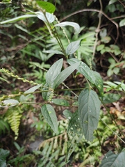Achyranthes longifolia
