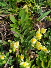 Linaria japonica