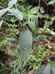 Achyranthes longifolia