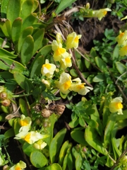 Linaria japonica