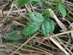 Tetrastigma hemsleyanum