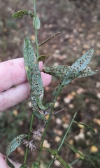 Puccinia hieracii