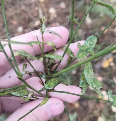 Puccinia hieracii