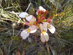 Stylidium junceum