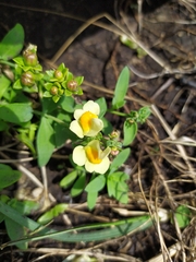Linaria japonica