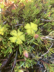 Hibbertia procumbens