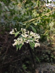 Eupatorium chinense