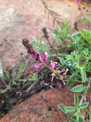 Indigofera intermedia