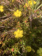 Hibbertia procumbens