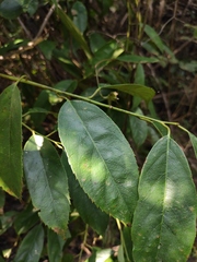 Itea chinensis