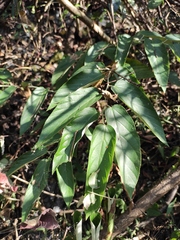 Rubus swinhoei