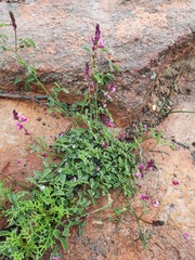 Indigofera intermedia
