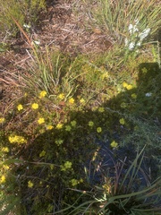 Hibbertia procumbens
