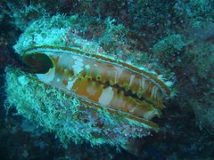 Spondylidae