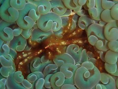 Achaeus japonicus