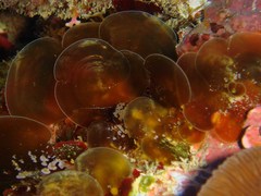 Distromium flabellatum