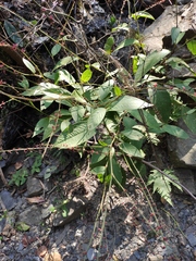 Persicaria filiformis