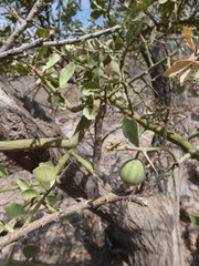 Balanites aegyptiaca