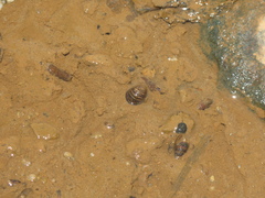 Neripteron violaceum