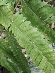 Pteris oshimensis