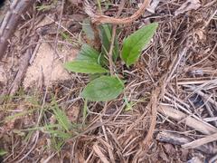 Plantago longissima