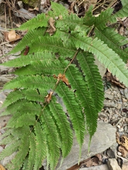 Pteris oshimensis