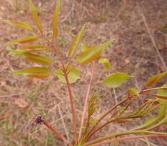 Sclerocarya birrea caffra