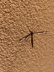 Tipula nova