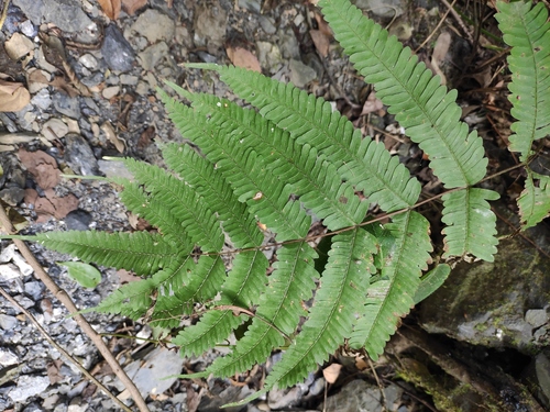 Pteris oshimensis iNat (2)