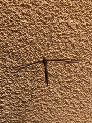 Tipula nova