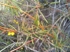 Gompholobium venustum