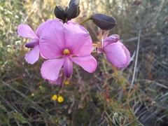 Gompholobium venustum