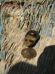 Vittina coromandeliana