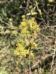 Cornus mas