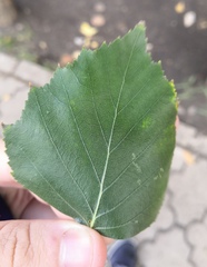 Phyllactinia betulae