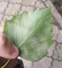 Phyllactinia betulae